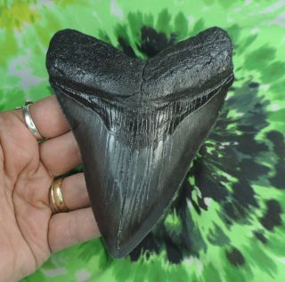 Megalodon Sharks Tooth 4 7/8  Inch Fossil Sharks Teeth Tooth