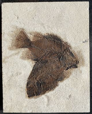 A Great Double Cockerellites Fossil Fish From The Eocene Of Wyoming