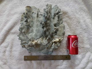 Impressive Size Natural Blue Ridge Coral 10x12x7
