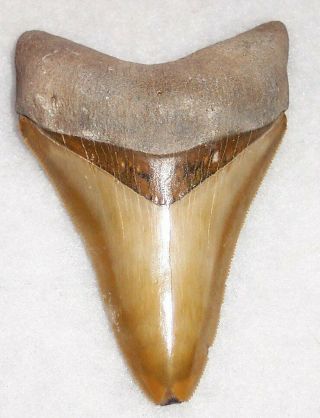 Sharply Serrated 3 1/8 " Fossil Megalodon Shark Tooth - Venice,  Fl