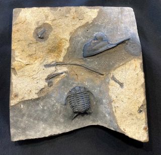 Killer Ceraurus Trilobite Fossil Double With Isotelus