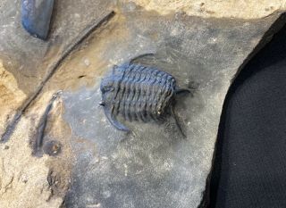 KILLER Ceraurus trilobite fossil double With Isotelus 2