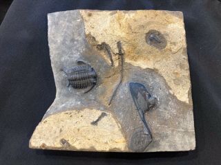 KILLER Ceraurus trilobite fossil double With Isotelus 4