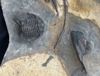 KILLER Ceraurus trilobite fossil double With Isotelus 5