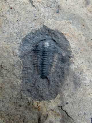 KILLER Ceraurus trilobite fossil double With Isotelus 6
