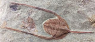 Ampyx (lonchodomas) Trilobite Fossil From Morocco (s6)