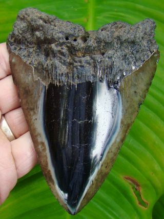 Megalodon Shark Tooth - Xl 5 & 1/16 In.  - Real Fossil - Not Fake - No Resto