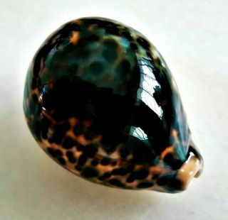 Seashell Cypraea Tigris Black Gold Shell