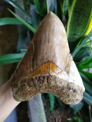 Megalodon Shark Tooth 6.  18  Huge Upper Anterior Indo Gold Colour Over Six Inch