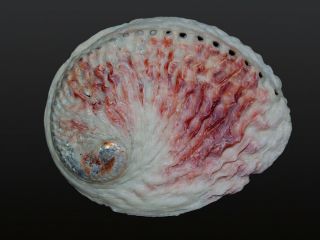 Seashell Haliotis Midae Pinkish Magnificent Sea Beauty 141.  6 Mm