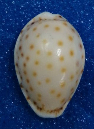 Shell Cypraea Ostergaardi Hawaii 18,  5 Mm Seldom Offered