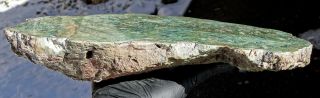 Mw: Petrified Wood GREEN LIMB CAST - Hampton Butte,  Oregon - Polished Log End 2