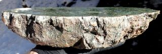 Mw: Petrified Wood GREEN LIMB CAST - Hampton Butte,  Oregon - Polished Log End 3