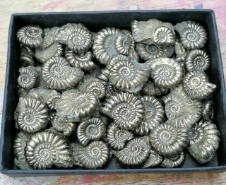 Over 45 Quality Fossil Pyrite Ammonites,  Lyme Regis,  Jurassic Age,  Uk