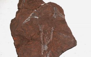 Early Devonian Cephalaspis - Like Agnatha Victoraspis Natural Trunk Remains (tag)