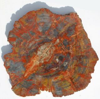 Very Large,  Polished,  Colorful,  Arizona Petrified Wood Round