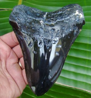 Megalodon Shark Tooth - Xl 5 & 1/2 In.  Real Fossil - - No Restorations