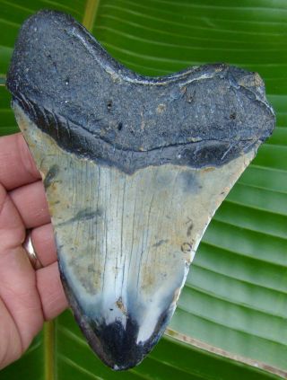 Megalodon Shark Tooth - XL 5 & 1/2 in.  REAL FOSSIL - - NO RESTORATIONS 2