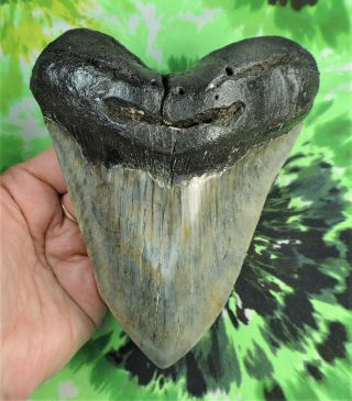 Megalodon Sharks Tooth 5 7/8  Inch Fossil Shartks Teeth Tooth