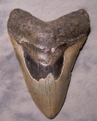 Megalodon Shark Tooth 5 1/16 " Shark Teeth Fossil Real No Repair Giant Megladon