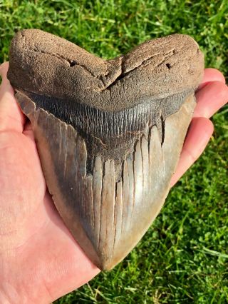 Monster 6 Inch Megalodon Shark Tooth | No Restoration Or Repairs | Shark Teeth