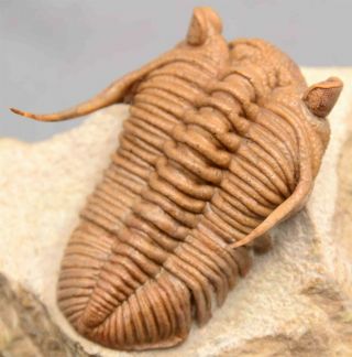 Prochasmops Praecurrens Trilobite Russia Facet Eyes Standing Spines