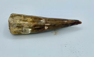 Spinosaurus 4 5/8” Huge Tooth Dinosaur Fossil before T Rex Cretaceous S214 3