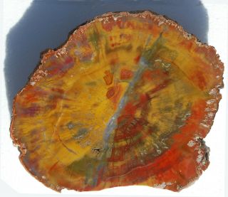 Large,  Colorful,  Arizona Petrified Wood Round - End Cut