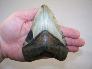 5.  08 " Megalodon Fossil Shark Tooth Teeth - 9.  9 Oz - Stand No Restoration