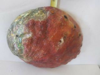 GIANT 9,  Inch 7,  wide Trophy California Red Abalone Shell Sage Incense polished 2