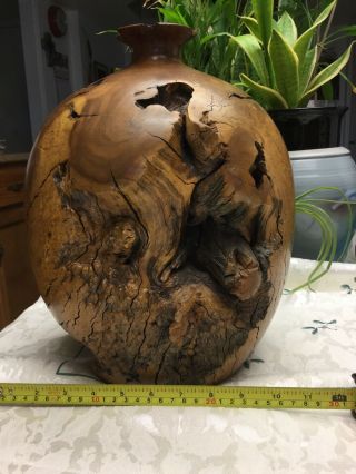 Over 13 Inch Tall Narley Burl Wood Bud Vase Beauty