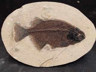 Fossil Fish Phareodus Sp.  Green River Formation