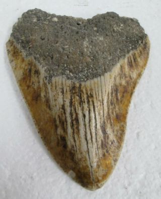 Megalodon Tooth Extinct Fossil Prehistoric Shark Tooth 3 1/2 " X 4 1/2 "