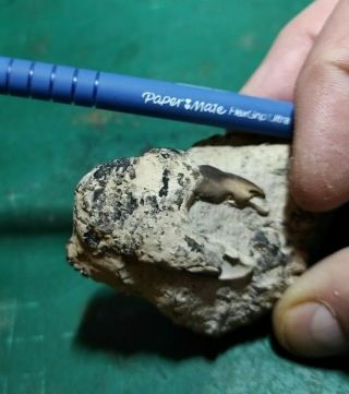 Fossil London Sheppey Clay Crab Eocene Huge Claw Xanthilites Nt Tooth Dinosaur