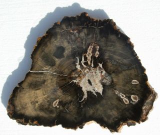 Large,  Polished,  Utah Petrified Wood Round W/crystal Center And Fungal Pockets