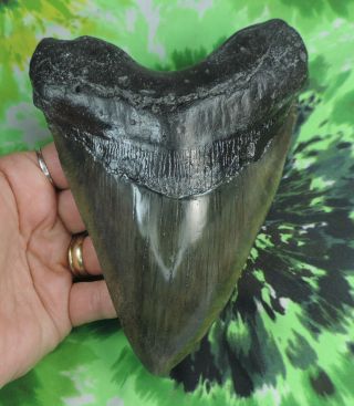 Megalodon Sharks Tooth 6 3/16  Inch Huge Fossil Sharks Teeth Tooth