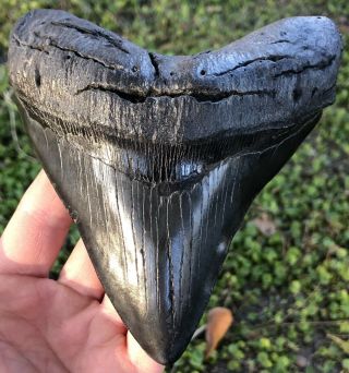 Killer Wide Serrated 5.  282 " Megalodon Shark Tooth Fossil
