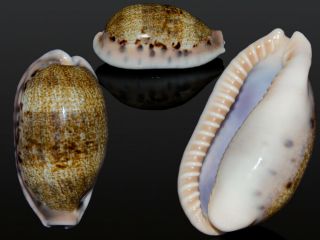 Seashell Cypraea Caurica Quinquefasciata Huuuuuuge 61.  4 Mm