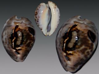 Seashell Cypraea Teulerei Outstanding Pattern Exceptional 46.  5 Mm
