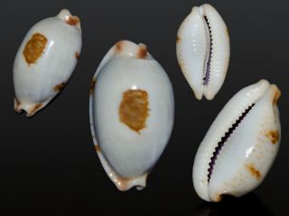 Seashell Cypraea Rubiginosa Aegyptica Ultra Rara Don 