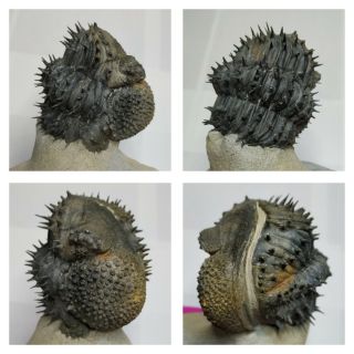 T182 - Nicely Prep Spiny Rolled 2.  80  Drotops Armatus Middle Devonian Trilobite