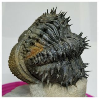 T182 - Nicely Prep Spiny Rolled 2.  80  Drotops armatus Middle Devonian Trilobite 5