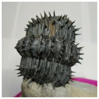 T182 - Nicely Prep Spiny Rolled 2.  80  Drotops armatus Middle Devonian Trilobite 6