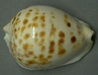 Year Zoila Marginata Orientalis Raybaudii,  61.  3mm.  Giant Colorful Shell