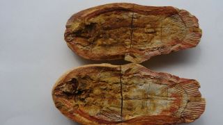 Coelacanth Fish Fossil Tree - Dimensional Trias 250 Mio Madagascar (co - 144/2670)
