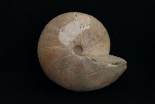 Fossil Jurassic Big Ammonite Cadochamoussetia Subpatruus From Russia
