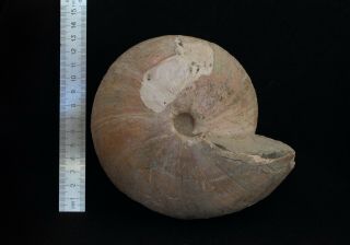 Fossil Jurassic big ammonite Cadochamoussetia subpatruus from Russia 2