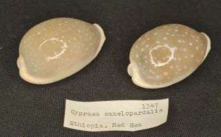 Cypraea Camelopardalis 1247,  Qty 2,  62.  71 & 64.  04mm,  56 Grams - Ethiopia
