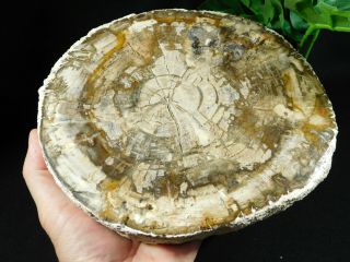 Growth RINGS On This HUGE Polished Petrified Wood ROLLER Fossil 3797gr 2