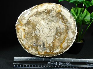 Growth RINGS On This HUGE Polished Petrified Wood ROLLER Fossil 3797gr 3